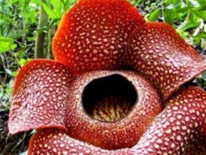 幻塔泰坦魔芋解密技巧详解（游戏爱好者必看的解谜攻略）